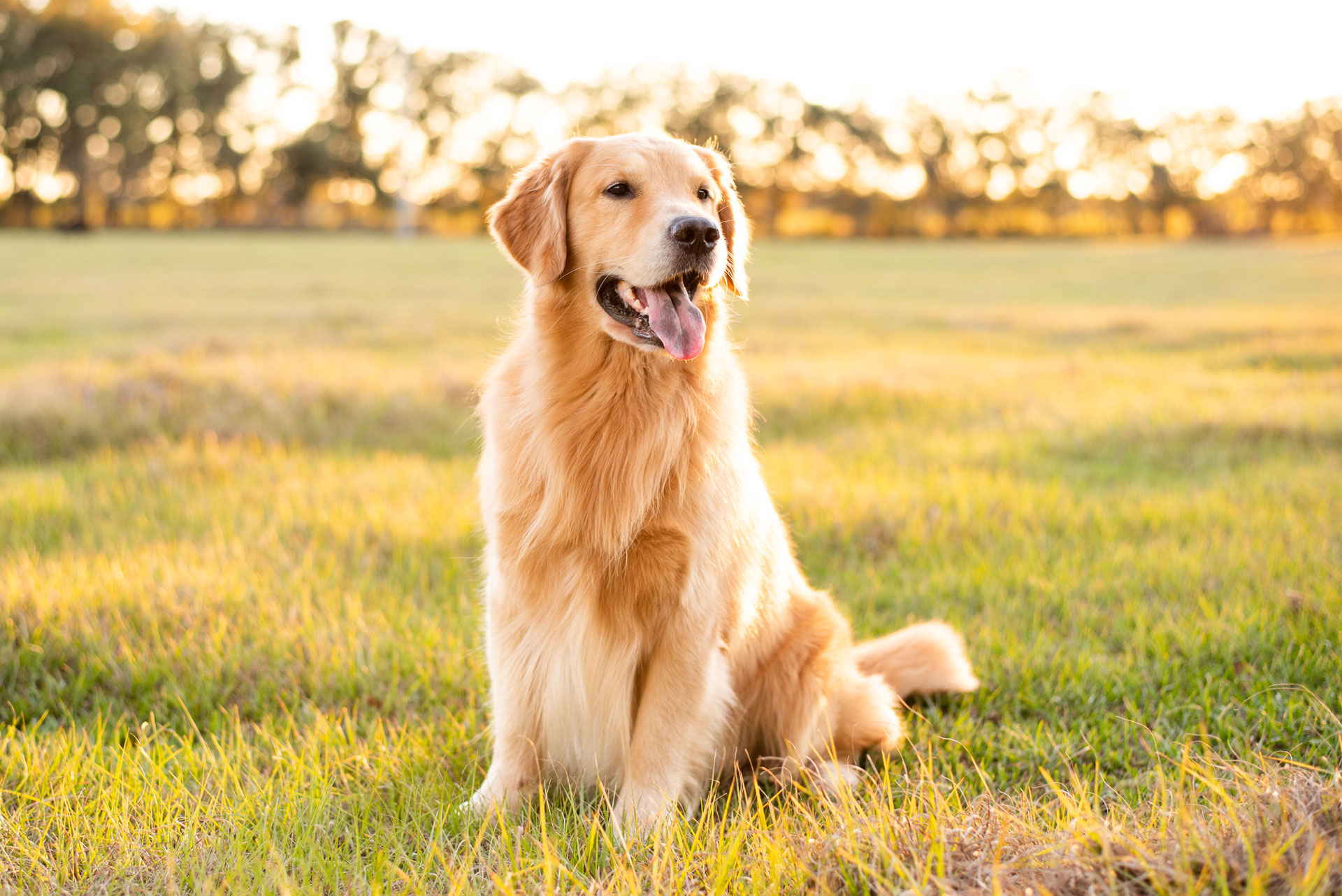 mdp_pet a golden retriever dog happily running in an open grass field
